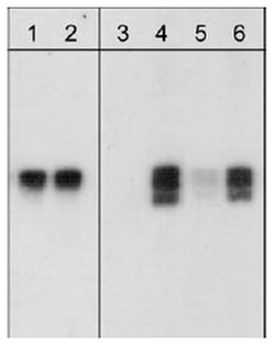 MilliporeSigma anti-PhosphoDetect RhoA (pSer188), Polyclonal 100 &mu;L | Buy Online | MilliporeSigma&trade; | Fisher Scientific
