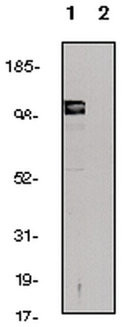 MilliporeSigma&trade;&nbsp;Vanilloid Receptor Like Protein-1 (744-761), Rabbbit Polyclonal, ChIP Validated Antibody and Primer Set
