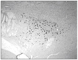 MilliporeSigma Orexin A (14-33) (Ab-1), Rabbbit Polyclonal, ChIP Validated