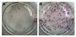 MilliporeSigma™ Mouse iPS Reprogramming Boost Supplement