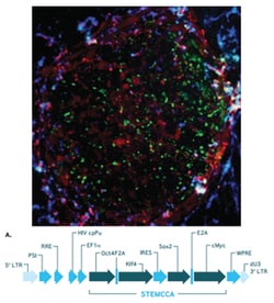 MilliporeSigma™ Human STEMCCA Cre-Excisable Constitutive Polycistronic Lentivirus Reprogramming Kit