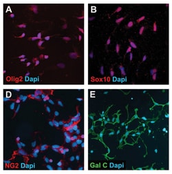 MilliporeSigma™ Chemicon™ Differentiation Kit