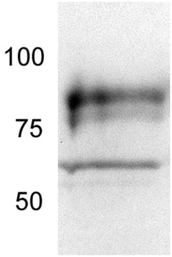 MilliporeSigma anti-TORC2 (454-607), Polyclonal 50&mu;L, Unlabeled:Antibodies,