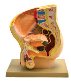 Eisco™ Male Pelvis Section Model