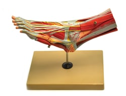 Eisco™ Muscles & Ligament of Foot and Ankle Model