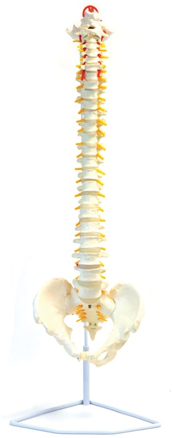 Eisco™ Human Life Size Spine Model