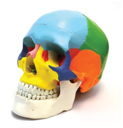 Eisco™ Human Life Size Skull Color Coded Model
