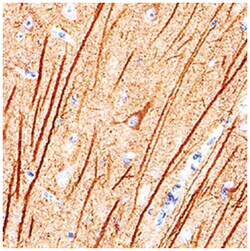 alpha Tubulin Antibody (961258), R D Systems 25&mu;g; Unlabeled:Antibodies,