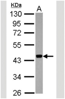 APOBEC3G Antibody, Novus Biologicals 0.1mL; Unlabeled:Antibodies, Polyclonal