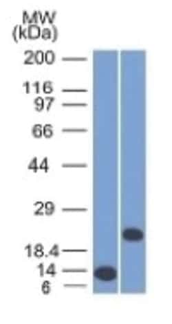 CD3 epsilon Antibody (C3e/1308) - Azide and BSA Free, Novus Biologicals