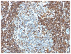 CD3 epsilon Antibody (PC3/188A) - Azide and BSA Free, Novus Biologicals