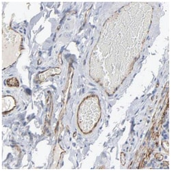 CD31/PECAM-1 Antibody, Novus Biologicals:Antibodies:Primary Antibodies