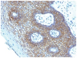 CD44 Antibody (CD44v4/1219) - variant 4, Novus Biologicals 100&mu;g; Unlabeled:Antibodies,