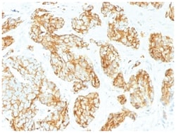 CD44 Antibody (CD44v9/1459) - variant 9, Novus Biologicals:Antibodies:Primary