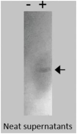 CEACAM19 Antibody (Z5P2D9 A9) - BSA Free, Novus Biologicals 0.025 mg | Buy Online | Novus Biologicals | Fisher Scientific