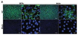 Chikungunya Virus Antibody (8A2c), Novus Biologicals 0.1mg; Unlabeled:Antibodies,