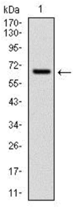 Cytochrome P450 1A1 Antibody (6G5) - BSA Free, Novus Biologicals 0.025mL;