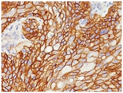 EGFR Antibody (GFR/1708) - Azide and BSA Free, Novus Biologicals:Antibodies:Primary