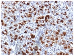 Elastase Antibody (CELA3B/1757) - Azide and BSA Free, Novus Biologicals:Antibodies:Primary
