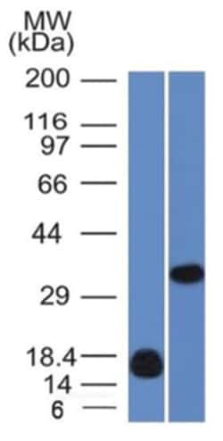 Galectin 13 Antibody (PP13/1161) - Azide and BSA Free, Novus Biologicals