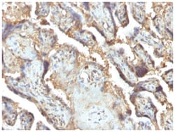 Galectin 13 Antibody (PP13/1165) - Azide and BSA Free, Novus Biologicals:Antibodies:Primary