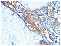 Glycophorin A Antibody (JC159), Novus Biologicals:Antibodies:Primary Antibodies