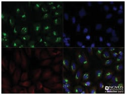 GM130/GOLGA2 Antibody - BSA Free, Novus Biologicals 0.025mg; Unlabeled:Antibodies,