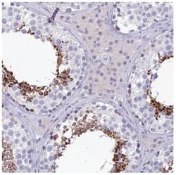 GOLGA6 Antibody, Novus Biologicals 100&mu;L; Unlabeled:Antibodies, Polyclonal