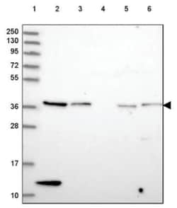HAP40 Antibody, Novus Biologicals:Antibodies:Primary Antibodies