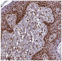 Histone H3 Antibody, Novus Biologicals:Antibodies:Primary Antibodies