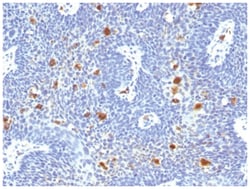 HPV16 Antibody (HPV16/1296) - Azide and BSA Free, Novus Biologicals 200&mu;g;