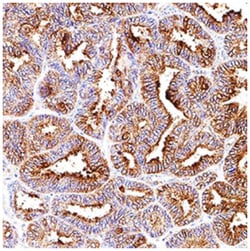 HSP27 Antibody (967050), Novus Biologicals 100&mu;g; Unlabeled:Antibodies,