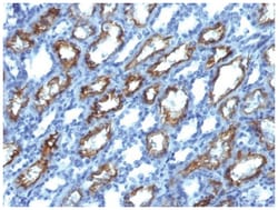 IFN-gamma Antibody (IFNG/466) - Azide and BSA Free, Novus Biologicals 200&mu;g;