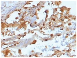 CD11c Antibody (ITGAX/1243) - Azide and BSA Free, Novus Biologicals 200&mu;g;