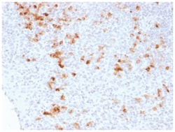 Kappa Light Chain Antibody (KLC1278) - Azide and BSA Free, Novus Biologicals