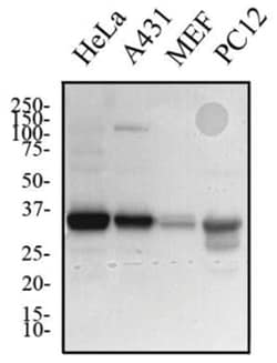 Lactate Dehydrogenase B Antibody - BSA Free, Novus Biologicals:Antibodies:Primary