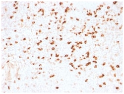Lambda Light Chain Antibody (N10/2) - Azide and BSA Free, Novus Biologicals:Antibodies:Primary