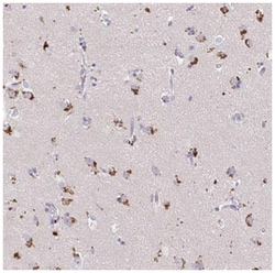 LC3A Antibody, Novus Biologicals:Antibodies:Primary Antibodies