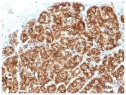 MAML2 Antibody (MAML2/1302), Novus Biologicals:Antibodies:Primary Antibodies