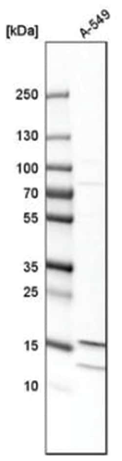 MTH1 Antibody, Novus Biologicals:Antibodies:Primary Antibodies