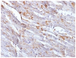 N-Cadherin Antibody (CDH2/1573), Novus Biologicals:Antibodies:Primary Antibodies