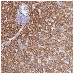 NUB1/NYREN18 Antibody, Novus Biologicals 100&mu;L; Unlabeled:Antibodies,
