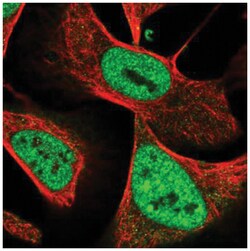 NuMA Antibody, Novus Biologicals 100&mu;L; Unlabeled:Antibodies, Polyclonal
