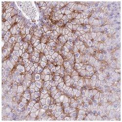 OATP1B3/SLCO1B3/OATP8 Antibody, Novus Biologicals 100&mu;L; Unlabeled:Antibodies,