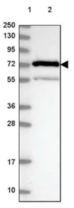 PABP Antibody, Novus Biologicals 100&mu;L; Unlabeled:Antibodies, Polyclonal