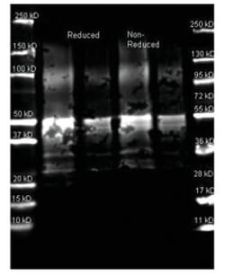Protein A Antibody, Novus Biologicals 0.1mg; Unlabeled:Antibodies, Polyclonal