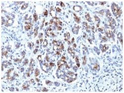 Serpin A3/alpha 1-Antichymotrypsin Antibody (AACT/1451) - Azide and BSA