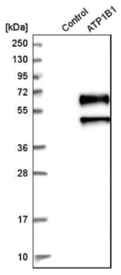 Sodium Potassium ATPase Beta 1 Antibody, Novus Biologicals 100&mu;L; Unlabeled:Antibodies,