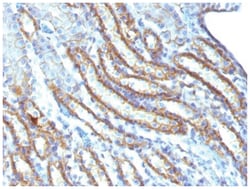 Spectrin beta 3 Mouse anti-Human, Mouse, Rat, Clone: SPTBN2/1247- Azide and BSA Free, Novus Biologicals 200 &mu;g | Buy Online | Novus Biologicals | Fisher Scientific