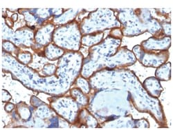 TfR (Transferrin R) Antibody (TFRC/1818) - Azide and BSA Free, Novus Biologicals